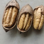 Frankincense Spices Manufacturer - Natural Source