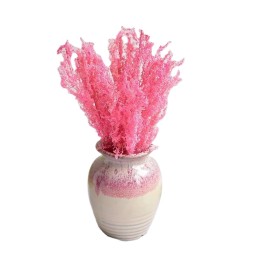 Dendrobium Candidum Supplier - Whole Plant