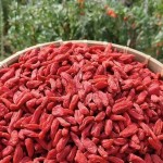 Astragalus Powder Manufacturer - Bulk Grinding