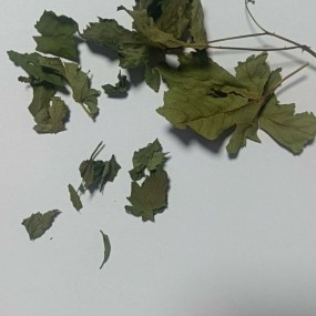 Dried Mint Supplier - Bulk Food Ingredient