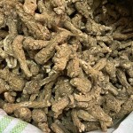 Angelica Root Slice Manufacturer - Sulfur-Free Custom