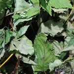 Dried Mint Supplier - Bulk Food Ingredient