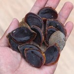 Organic Pecan Kernel Supplier - Fresh Dried Food