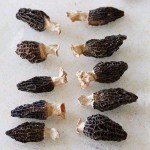 Morel Mycelium Supplier - Mushroom Cultivation