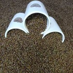 Bigen Kernels Supplier - Food Processing Custom