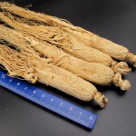 Changbai Mountain Ginseng Supplier - White Tail