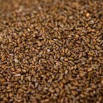 Cassia Seed From Vietnam Supplier - Bagged