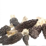 Morel Mushroom Wholesale Factory - Farm Fresh