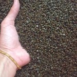 Bigen Kernels Supplier - Food Processing Custom