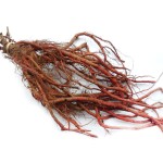 Lotus Leaf Extract Factory - Custom Extraction