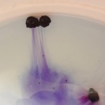 Whole Cassia Factory - Vietnam Obovata Custom