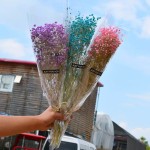 Dendrobium Powder Manufacturer - Granule Strip