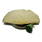 Ginseng Powder Supplier - Bulk Food Ingredient