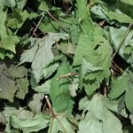 Dried Mint Supplier - Bulk Food Ingredient