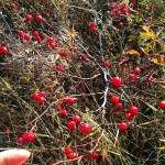 Rose Fruit Supplier - Bulk Dried Whole Fruit