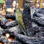 Pine Kernel Supplier - Shelled Nut OEM