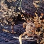 Hybrid Lettuce Seeds Supplier - Vegetable Bird Food