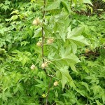 Dried Mint Supplier - Bulk Food Ingredient