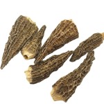 Cinnamon Root Piece Factory - Seasoning Whole