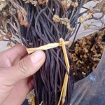 Hybrid Lettuce Seeds Supplier - Vegetable Bird Food