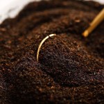 Cranberry Powder Supplier - Pink Ursolic Acid