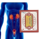 Kidney Care Patch Supplier - Energy Boosting Custom Formula