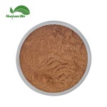Turkesterone Powder Supplier - Ajuga Turkestanica Extract 10% Bulk