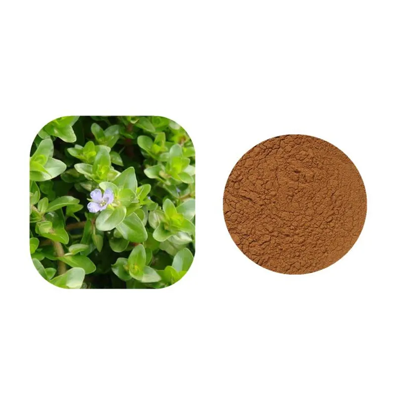 Bacopa Monnieri Extract Factory - Brahmi Saponins 20%-50%