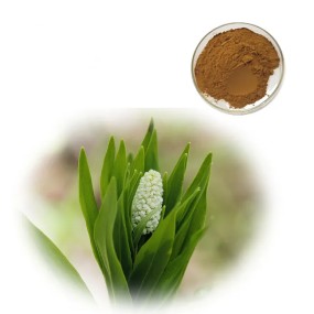 False Unicorn Root Powder Factory - Chamaelirium Luteum Extract