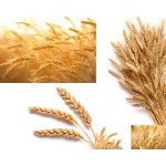 Wheat Fiber Powder Factory - Dietary Fiber 96% Bulk