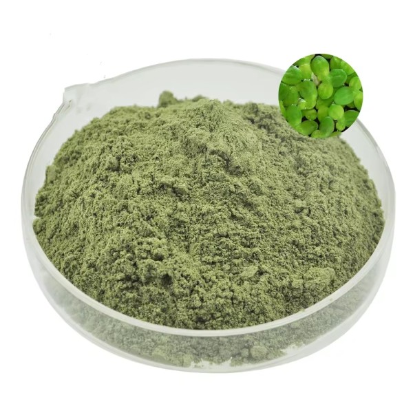 Duckweed Powder Manufacturer - Lemna Extract Custom