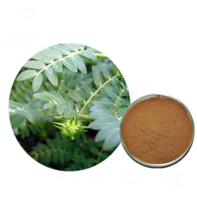 Tribulus Terrestris Extract Manufacturer - 95% Saponins Custom