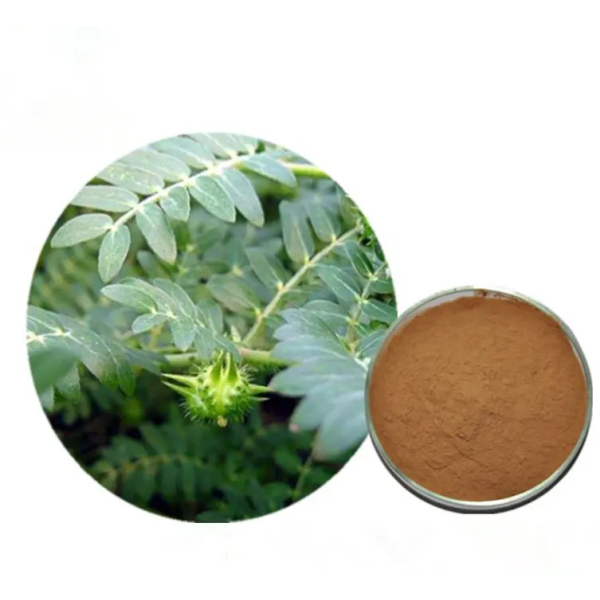 Tribulus Terrestris Extract Manufacturer - 95% Saponins Custom
