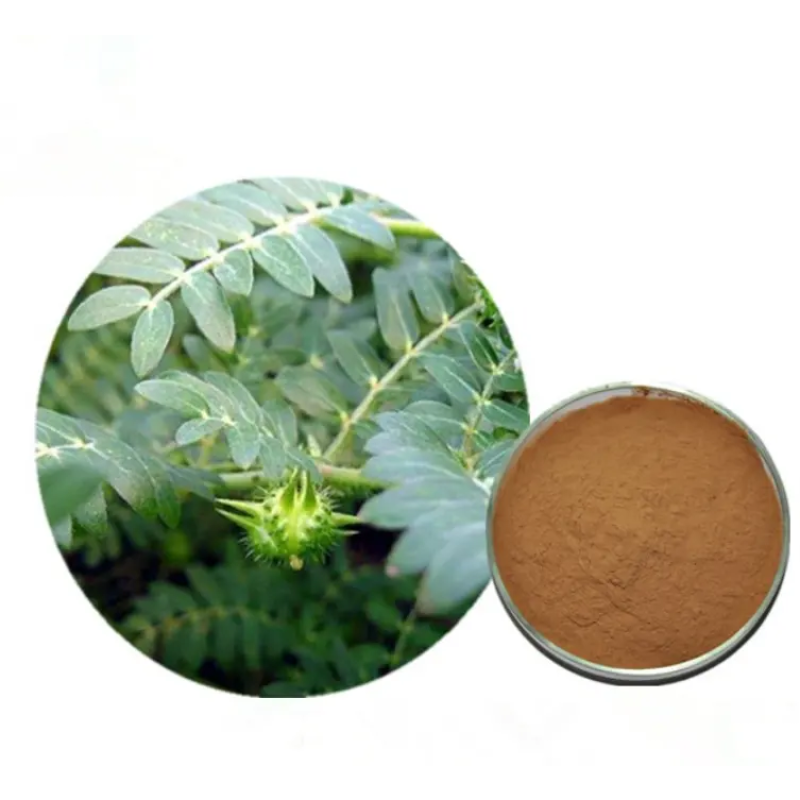 Tribulus Terrestris Extract Manufacturer - 95% Saponins Custom