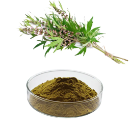 Motherwort Extract Factory - Herb Powder Custom