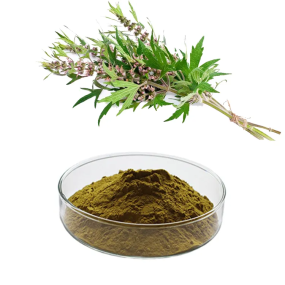 Motherwort Extract Factory - Herb Powder Custom
