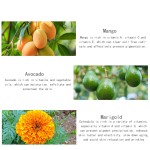 Exfoliating Gel Supplier - Mango Face Body Clean