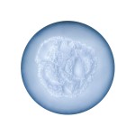 Sodium Tripolyphosphate Manufacturer - Food Stabilizer Custom