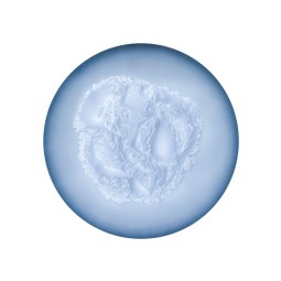 Sodium Tripolyphosphate Manufacturer - Food Stabilizer Custom