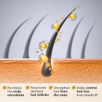 Ginger Shampoo Manufacturer - Sulfate Free OEM