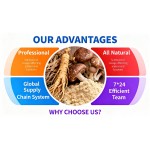 Lion Mane Mushroom Powder Supplier - Wild Sourced