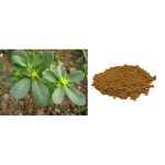 Bacopa Extract Factory - Bacopasides Powder