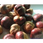 Aesculus Extract Factory - Organic Aescin
