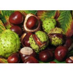 Horse Chestnut Extract Supplier - Aescin Powder