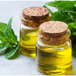 Peppermint Oil Manufacturer - Steam Distilled
