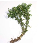 Huperzine A Powder Factory - 1% Leaf Extract