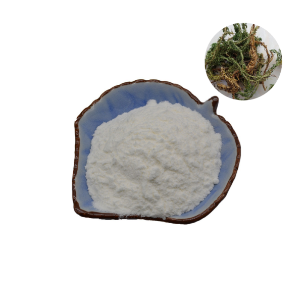 Huperzia Serrata Extract Factory - Synthetic 1%