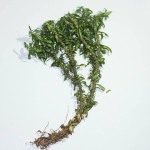 Synthetic Huperzine-A Supplier - 1-99% Powder