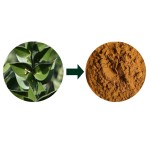 Butchers Broom Extract Supplier - 20:1 Root