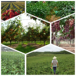 Fish Collagen Peptide Factory - Cosmetic Grade